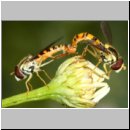 Sphaerophoria cf scripta - Gemeine Stiftschwebfliege 07b.jpg